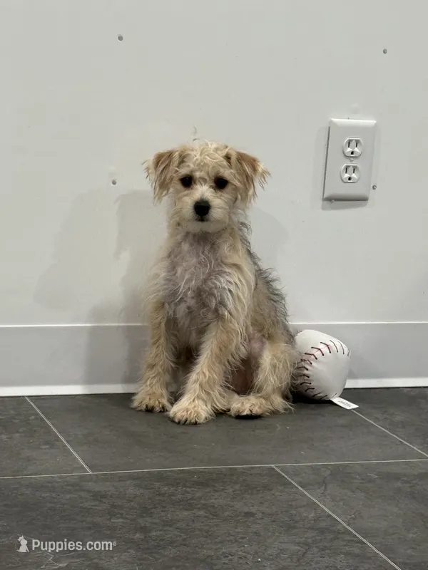Rudy – Bichon Frise, Yorkshire Terrier puppy for sale in Sioux Center, IA