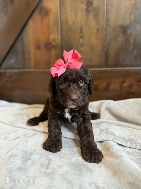 Mia – Cockapoo puppy for sale in Sioux Center, IA