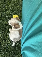 Gunner, a male Bichon Frise and Yorkshire Terrier for sale in Sioux Center, IA – Photo 2 of 2
