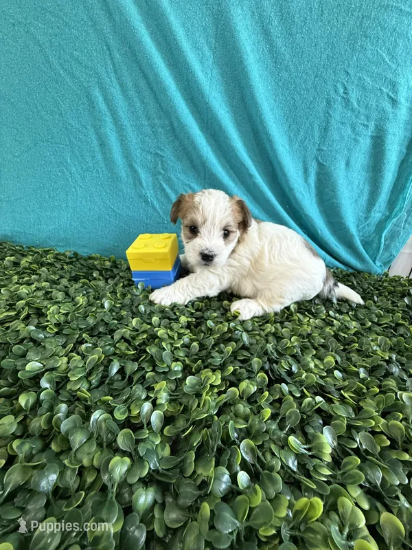 Gunner, a male Bichon Frise and Yorkshire Terrier for sale in Sioux Center, IA – Photo 1 of 2