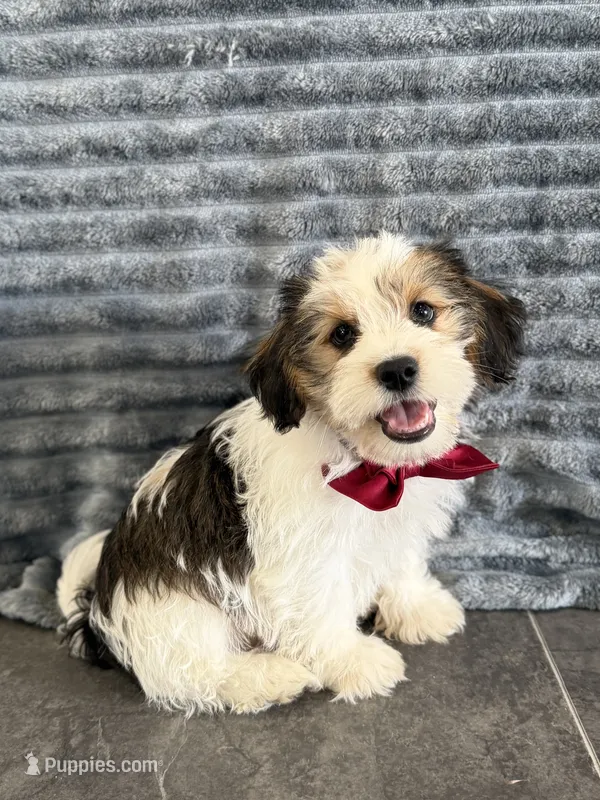 Loki – Shih Tzu, Yorkshire Terrier puppy for sale in Sioux Center, IA