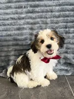 Loki, a male Shih Tzu and Yorkshire Terrier for sale in Sioux Center, IA – 1 of 1