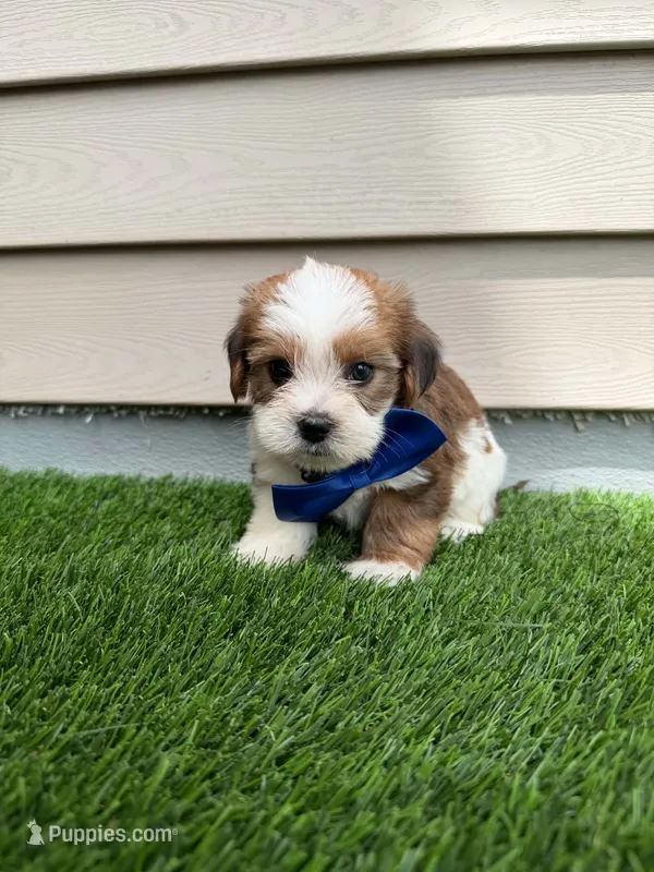 Reid – Shorkie puppy for sale in Sioux Center, IA