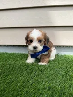 Reid, a male Shorkie for sale in Sioux Center, IA – 1 of 2