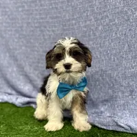 Miles, a male Shorkie for sale in Sioux Center, IA – 1 of 1