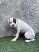 Patch, a male Boxer for sale in Sioux Center, IA – 1 of 1