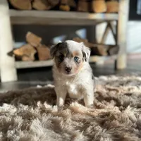 Lydia, a female Miniature American Shepherd for sale in Sioux Center, IA – Photo 2 of 3