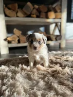 Lydia, a female Miniature American Shepherd for sale in Sioux Center, IA – Photo 2 of 3