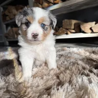 Lydia, a female Miniature American Shepherd for sale in Sioux Center, IA – Photo 1 of 3
