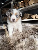 Lydia, a female Miniature American Shepherd for sale in Sioux Center, IA – Photo 1 of 3