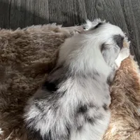 Lydia, a female Miniature American Shepherd for sale in Sioux Center, IA – Photo 3 of 3