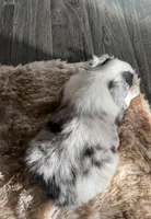 Lydia, a female Miniature American Shepherd for sale in Sioux Center, IA – Photo 3 of 3