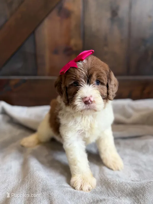 Molly – Cockapoo puppy for sale in Sioux Center, IA