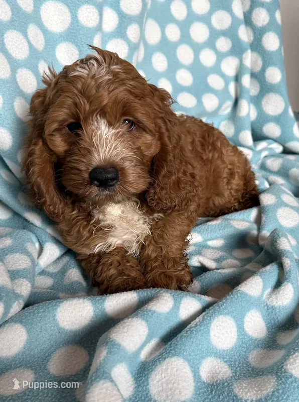 Scout – Cockapoo puppy for sale in Sioux Center, IA