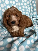 Scout, a male Cockapoo for sale in Sioux Center, IA – 1 of 1