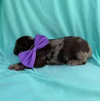 Max , a male Cockapoo for sale in Sioux Center, IA – 2 of 2