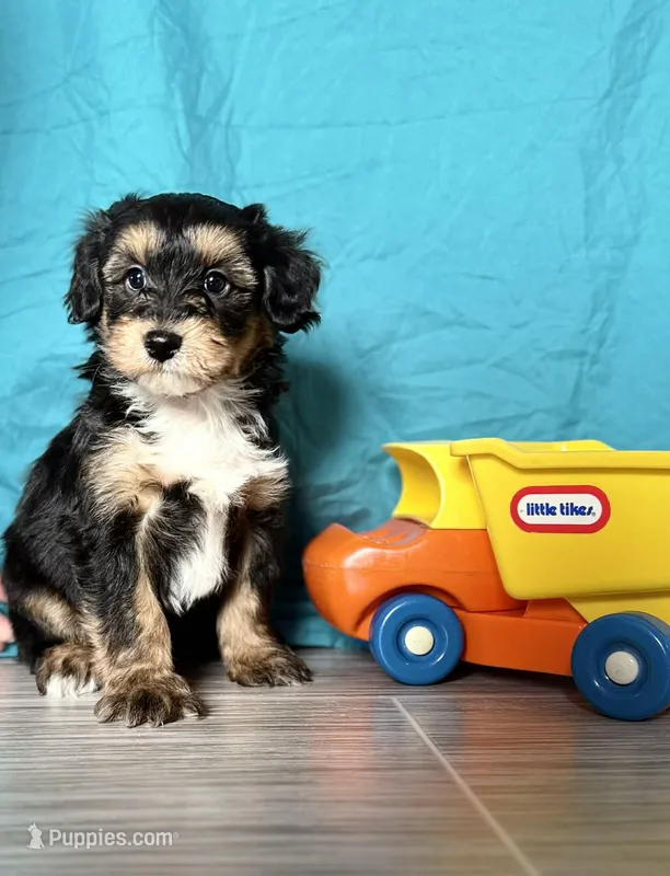 Shane – Poodle - Miniature , Miniature Aussiedoodle puppy for sale in Sioux Center, IA