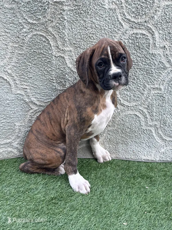 Riley – Boxer puppy for sale in Sioux Center, IA