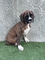 Riley, a male Boxer for sale in Sioux Center, IA – 1 of 1