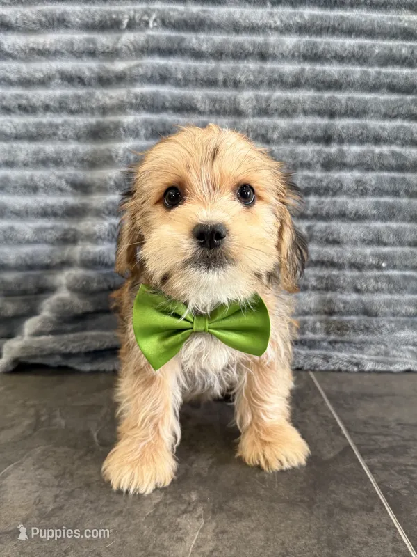 Landon – Shih Tzu, Yorkshire Terrier puppy for sale in Sioux Center, IA