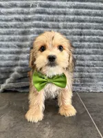 Landon, a male Shih Tzu and Yorkshire Terrier for sale in Sioux Center, IA – 1 of 1