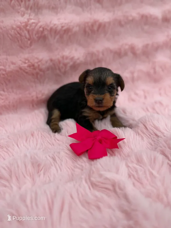 Lina – Yorkshire Terrier puppy for sale in Sioux Center, IA