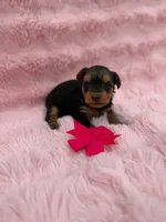 Lina, a female Yorkshire Terrier for sale in Sioux Center, IA – 1 of 1