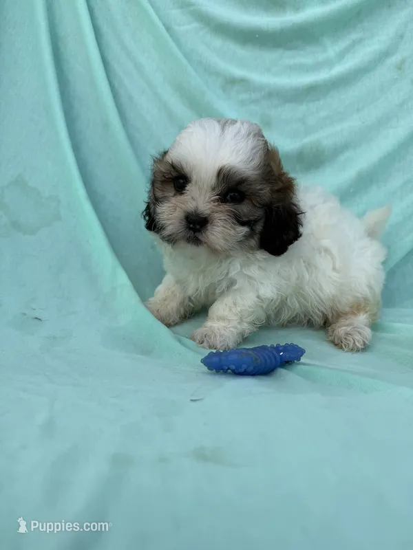 Max – Shichon puppy for sale in Sioux Center, IA