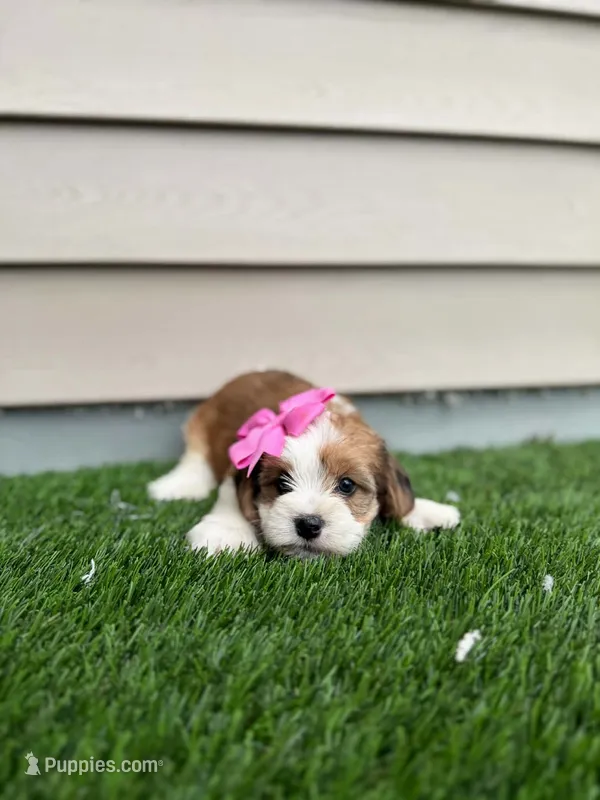 Rosey – Shorkie puppy for sale in Sioux Center, IA