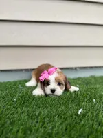 Rosey, a female Shorkie for sale in Sioux Center, IA – 1 of 2