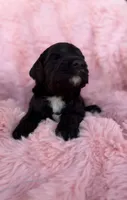Madi, a female Cockapoo for sale in Sioux Center, IA – 2 of 2