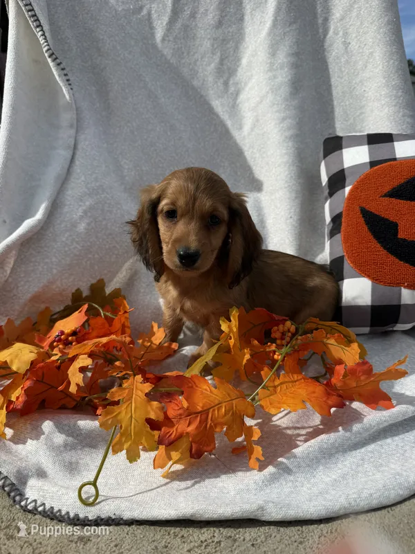Matty – Miniature Dachshund puppy for sale in Sioux Center, IA