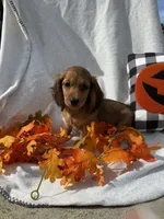 Matty, a male Miniature Dachshund for sale in Sioux Center, IA – 1 of 1
