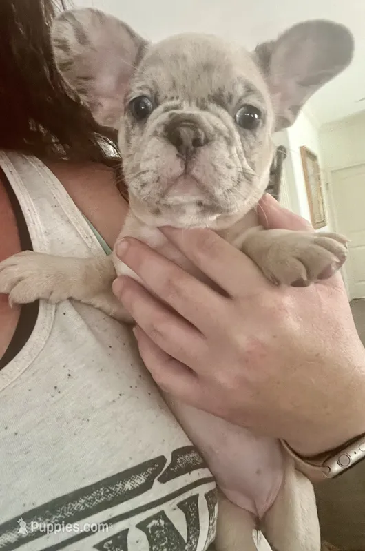 Blue fawn Merle  – French Bulldog puppy for sale in Gardendale, AL