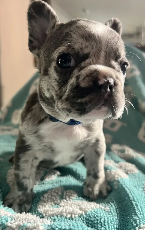 Blue Merle  – French Bulldog puppy for sale in Gardendale, AL