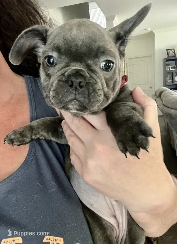 Blue female  – French Bulldog puppy for sale in Gardendale, AL