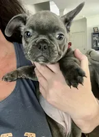 Blue female , a female French Bulldog for sale in Gardendale, AL – 1 of 1