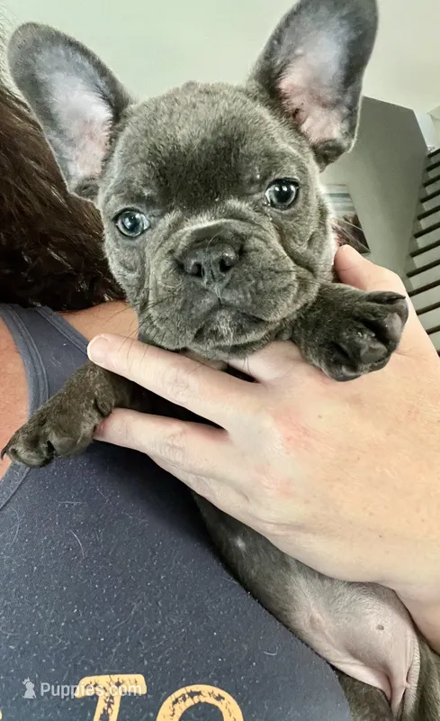 Blue female – French Bulldog puppy for sale in Gardendale, AL