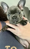 Blue female, a female French Bulldog for sale in Gardendale, AL – 1 of 1