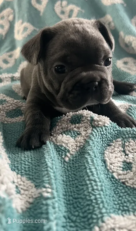 Blue  – French Bulldog puppy for sale in Gardendale, AL