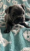 Blue , a male French Bulldog for sale in Gardendale, AL – 1 of 1