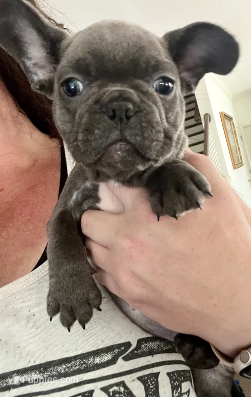 Blue – French Bulldog puppy for sale in Gardendale, AL