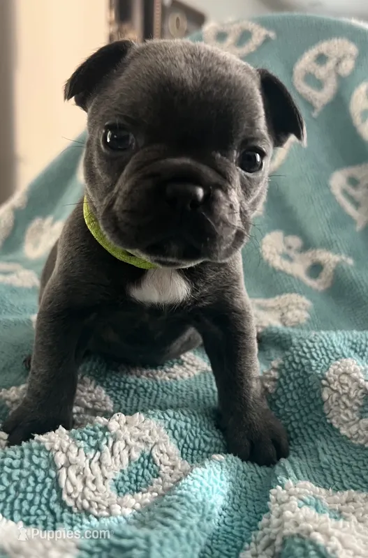 Blue  – French Bulldog puppy for sale in Gardendale, AL