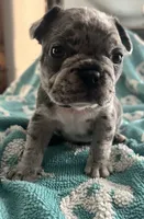 Blue Merle , a female French Bulldog for sale in Gardendale, AL – 1 of 1