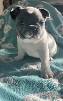 Blue pied , a male French Bulldog for sale in Gardendale, AL – 1 of 1
