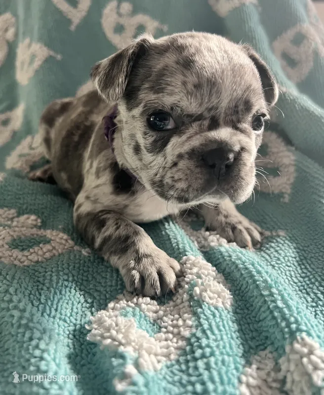 Blue Merle  – French Bulldog puppy for sale in Gardendale, AL