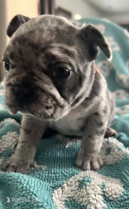 Blue Merle  – French Bulldog puppy for sale in Gardendale, AL