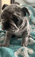 Blue Merle , a male French Bulldog for sale in Gardendale, AL – 1 of 1