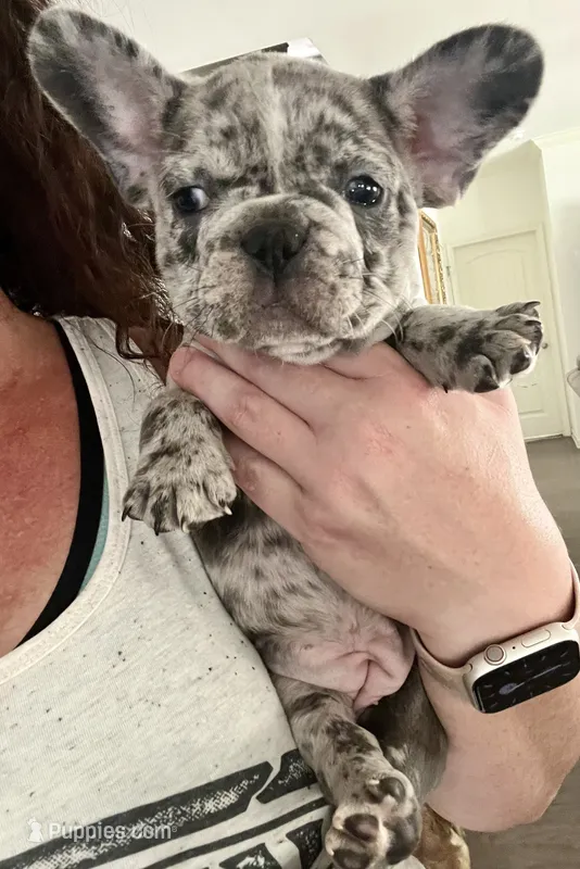 Blue Merle  – French Bulldog puppy for sale in Gardendale, AL