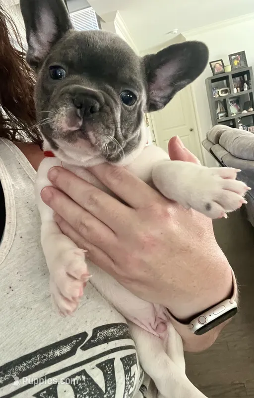 Blue pied  – French Bulldog puppy for sale in Gardendale, AL